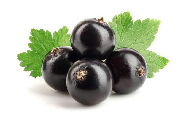 Ribes nero con foglia isolata su fondo bianco — Foto Stock