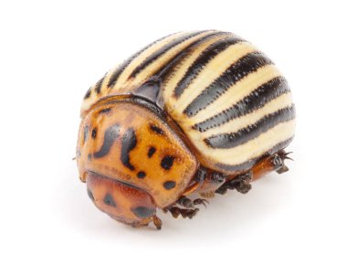 Colorado Patates böceği beyaz zemin üzerine izole.