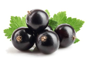 Beyaz zemin üzerinde yaprak izole siyah frenk üzümü