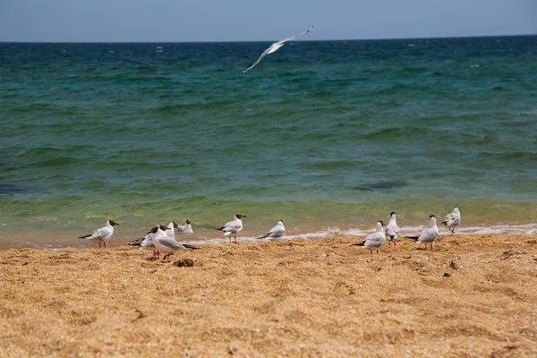 Paysage marin avec mouettes volant à la plage d'or — Photo