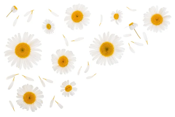 Chamomile or daisies isolated on white background with copy space for your text. Top view. Flat lay — Stock Photo, Image