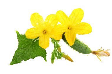 Salatalık beyaz zemin üzerine izole çiçek