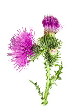 Beyaz arka plan makro'izole süt thistle çiçek