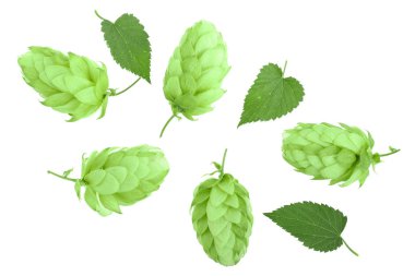 Beyaz arka plan yakın çekim izole yaprakları ile hop külah. Üstten görünüm. Düz yatıyordu desen