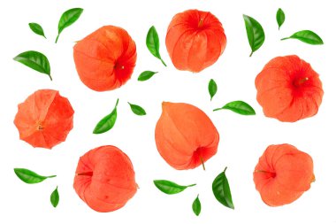Beyaz arka plan üzerinde izole physalis. Üstten görünüm. Düz yatıyordu desen