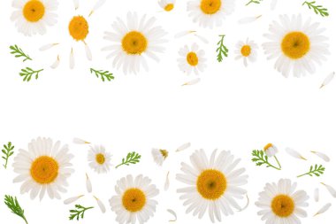 papatya veya papatya ile kopya alanı metni ile izole üzerinde beyaz arka plan bırakır. Üstten görünüm. Düz yatıyordu