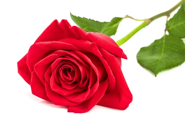 Beautiful red rose isolated on white background — Stock Photo, Image