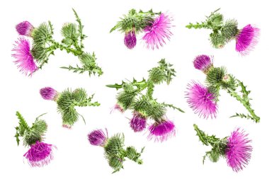 süt thistle çiçek beyaz arka plan üzerinde izole. Üstten görünüm. Düz yatıyordu desen