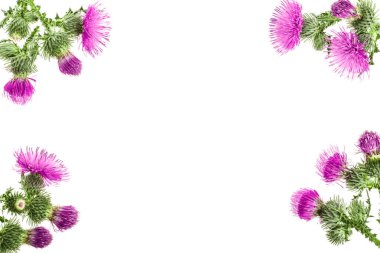 süt thistle çiçek kopya alanı metniniz için beyaz zemin üzerine izole. Üstten görünüm. Düz yatıyordu desen