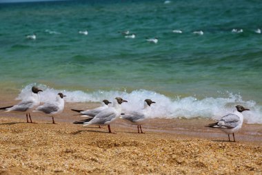 Deniz manzarası ile altın kumsalda uçan martılar