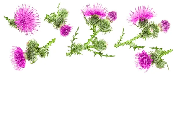 Milk thistle flower isolated on white background with copy space for your text. Top view. Flat lay pattern — Stock Photo, Image