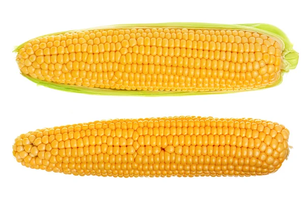 Ucho kukurydzy na białym tle na białym tle. Widok z góry — Zdjęcie stockowe