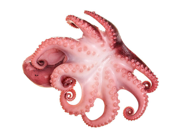 Маленький осьминог изолирован на белом фоне. Закрыть
