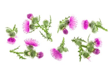 süt thistle çiçek kopya alanı metniniz için beyaz zemin üzerine izole. Üstten görünüm. Düz yatıyordu desen