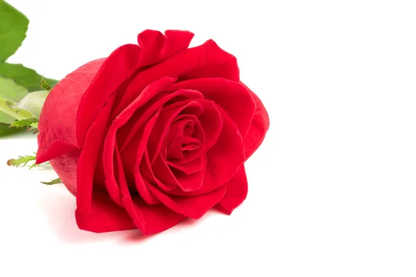 Beautiful red rose isolated on white background — Stock Photo, Image