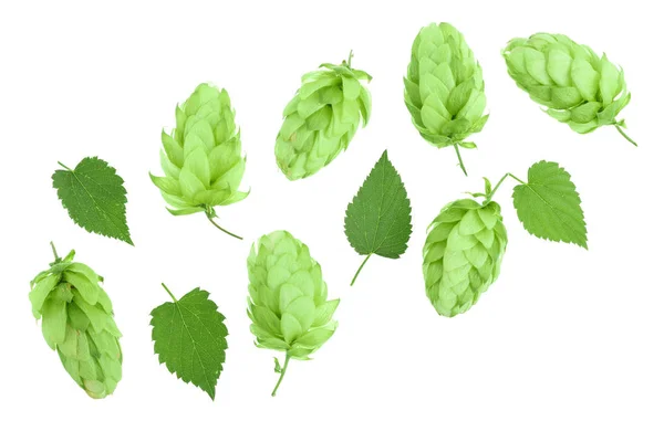 Κώνοι λυκίσκου με φύλλα απομονωθεί σε λευκό φόντο με αντίγραφο χώρου για το κείμενό σας. Το Top view. Επίπεδη lay μοτίβο — Φωτογραφία Αρχείου