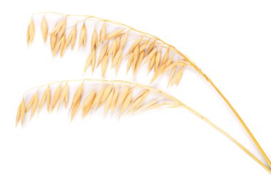 yulaf spike veya beyaz arka plan yakın çekim izole kulaklar