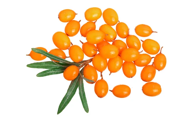 Sanddorn. frische reife Beeren mit isolierten Blättern auf weißem Hintergrund. Ansicht von oben. flache Verlegemuster — Stockfoto