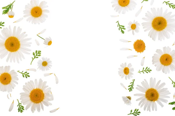Χαμομήλι ή Μαργαρίτες με φύλλα απομονωθεί σε λευκό φόντο με αντίγραφο χώρου για το κείμενό σας. Το Top view. Επίπεδη θέσει — Φωτογραφία Αρχείου