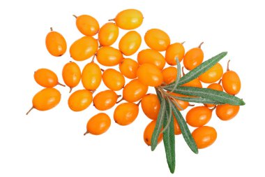 Deniz topalak. Taze olgun berry ile izole üzerinde beyaz arka plan bırakır. Üstten görünüm. Düz yatıyordu desen