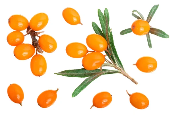 Sanddorn. frische reife Beeren mit isolierten Blättern auf weißem Hintergrund. Ansicht von oben. flache Verlegemuster — Stockfoto