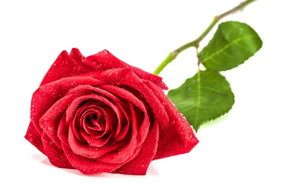 Prachtige rode roos met dauw druppels geïsoleerd op witte achtergrond — Stockfoto
