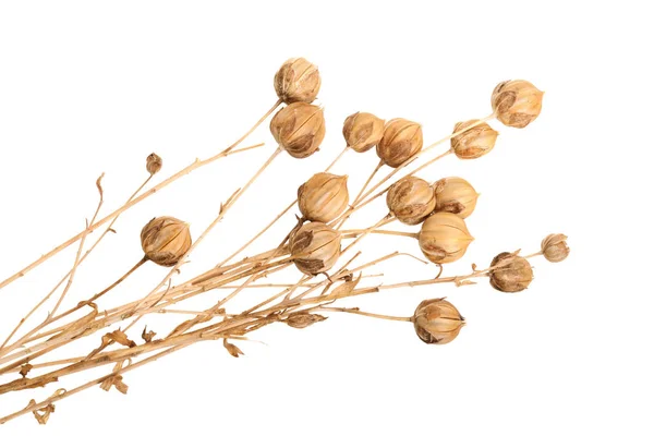 Коробки спелых семян льна изолированы на белом фоне — стоковое фото