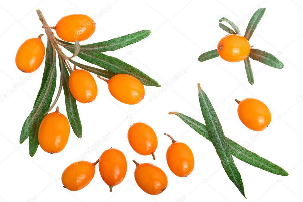 Sea buckthorn. Fresh ripe berry with leaves isolated on white background. Top view. Flat lay pattern