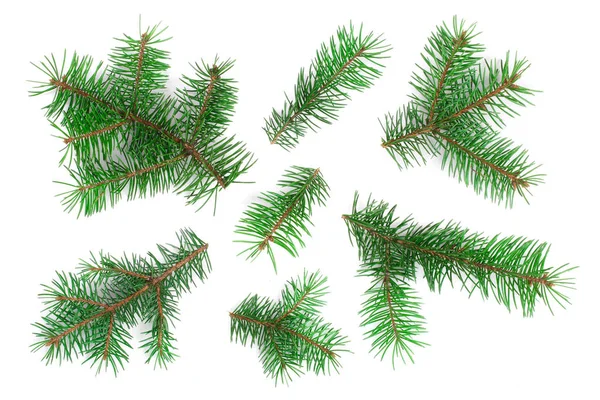 FIR κλαδί δέντρου απομονώνονται σε λευκό φόντο. Χριστούγεννα με φόντο. Το Top view — Φωτογραφία Αρχείου