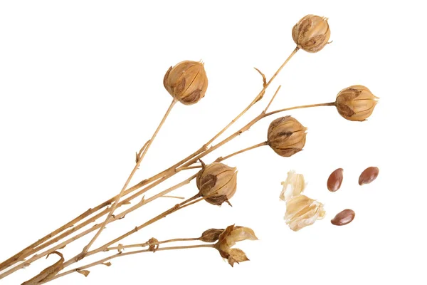 Коробки спелых семян льна изолированы на белом фоне — стоковое фото