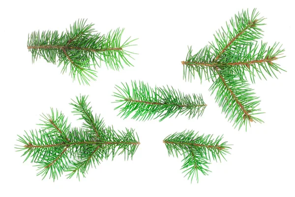 Fenyő fa ága elszigetelt fehér background. Karácsonyi háttér. Szemközti nézet — Stock Fotó