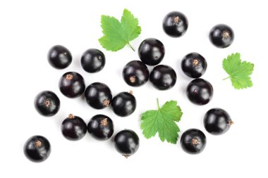 black currant with leaves isolated on white background. Top view. Flat lay pattern clipart