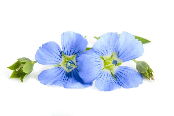 Beyaz arka plan üzerinde izole keten mavi çiçekler portre. — Stok fotoğraf
