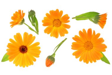 Calendula. Beyaz arka plan üzerinde izole kadife çiçeği çiçek
