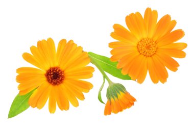 Calendula. Beyaz arka plan üzerinde izole kadife çiçeği çiçek