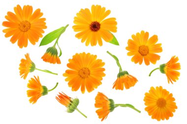 Calendula. Marigold çiçeği beyaz arka planda izole edilmiş. Üst Manzara. Düz uzanma deseni