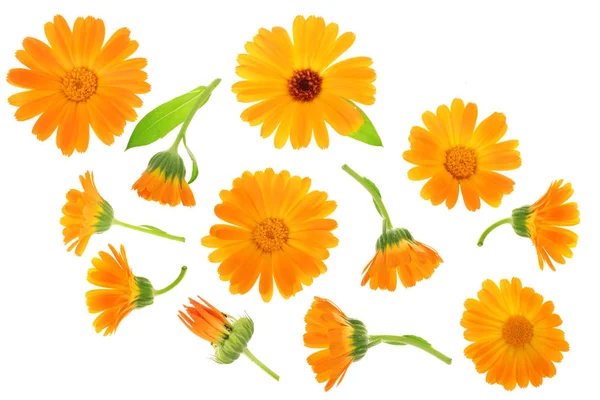 Calendula. Marigold çiçeği beyaz arka planda izole edilmiş. Üst Manzara. Düz uzanma deseni