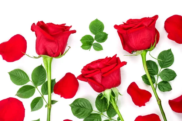 Hermosa rosa roja con hojas y pétalos aislados sobre fondo blanco. Vista superior. Patrón de colocación plana —  Fotos de Stock