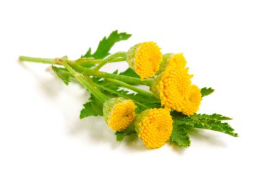 Beyaz bir arka plan üzerinde izole yaprak ile solucan otu. Tıbbi bitki