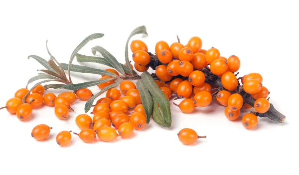 Sea buckthorn branch with leaves isolated on white background — Stock Photo, Image