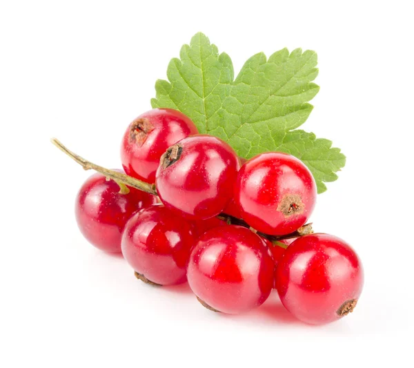 Merah currant berry dengan daun terisolasi pada latar belakang putih — Stok Foto