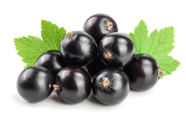 black currant with leaf isolated on white background