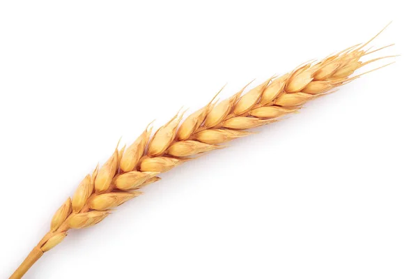 Ears of wheat isolated on white background. Top view — Stock Photo, Image