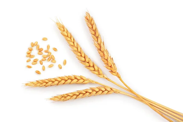Зерно и колосья пшеницы изолированы на белом фоне. Вид сверху — стоковое фото