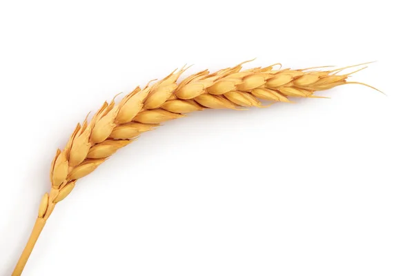 Уши пшеницы изолированы на белом фоне. Вид сверху — стоковое фото