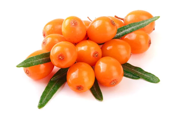 Deniz topalak. Beyaz arka plan makro'izole yaprakları ile taze olgun berry