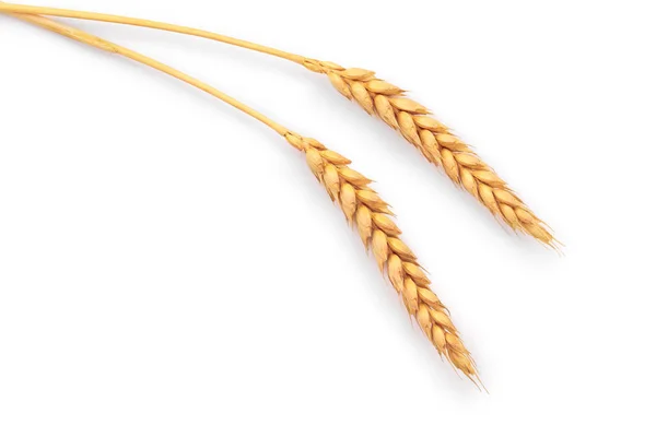 Ears of wheat isolated on white background. Top view — Stock Photo, Image