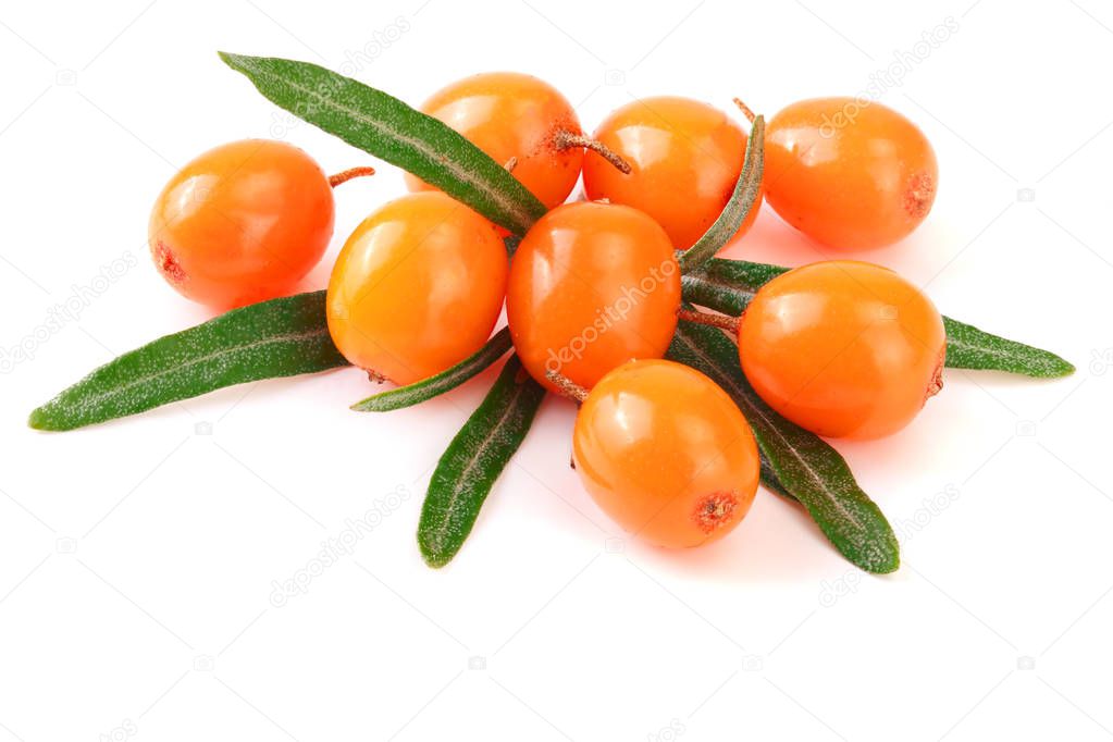 Sea buckthorn. Fresh ripe berry with leaves isolated on white background macro.