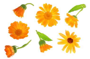 Calendula. Marigold çiçeği beyaz arka planda izole edilmiş. Üst Manzara. Düz uzanma deseni