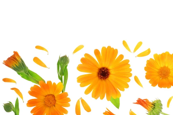 Calendula. Goudsbloem bloem geïsoleerd op een witte achtergrond met kopie ruimte voor uw tekst. Bovenaanzicht. Plat lag patroon — Stockfoto